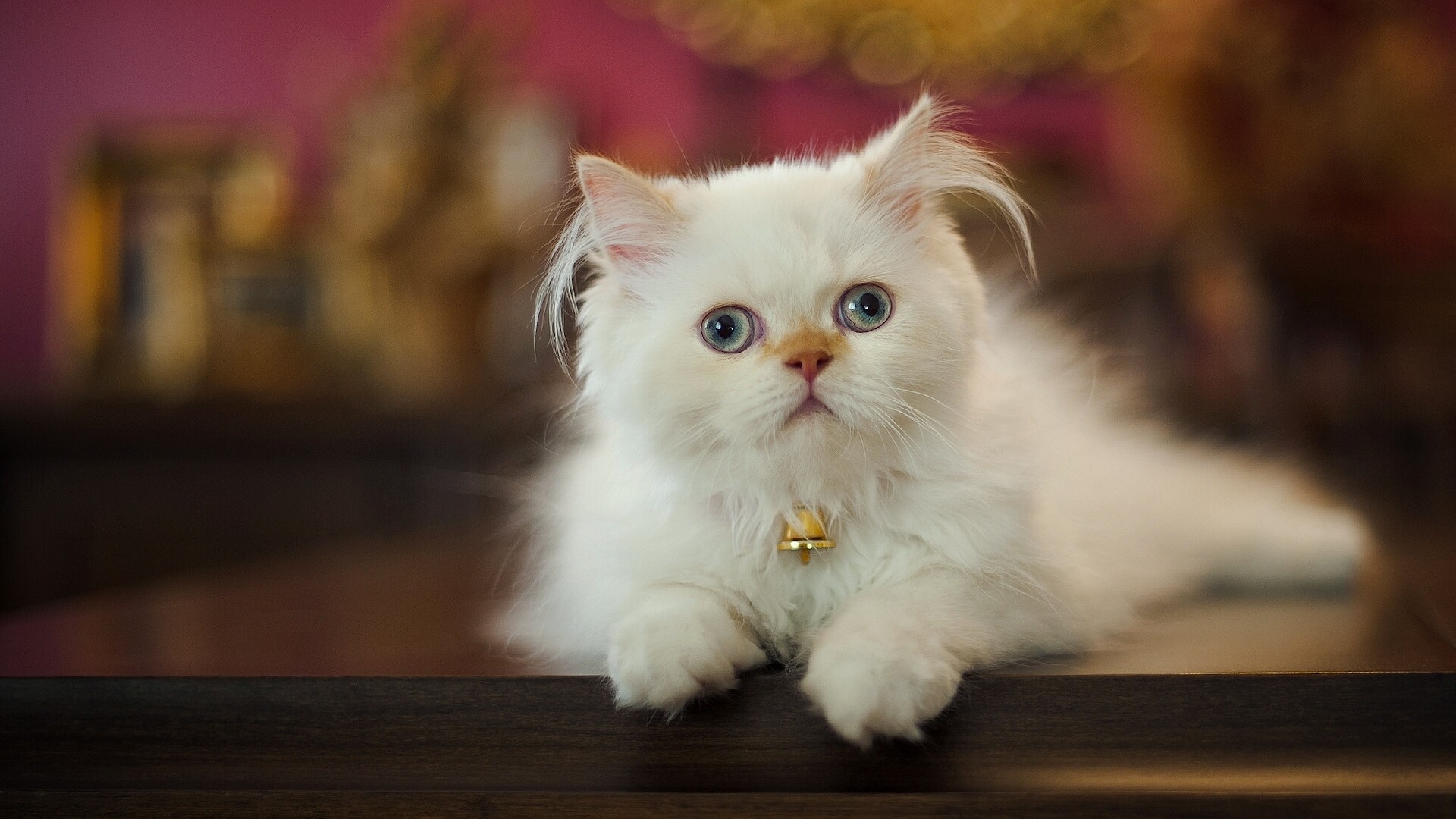 波斯猫2.jpg