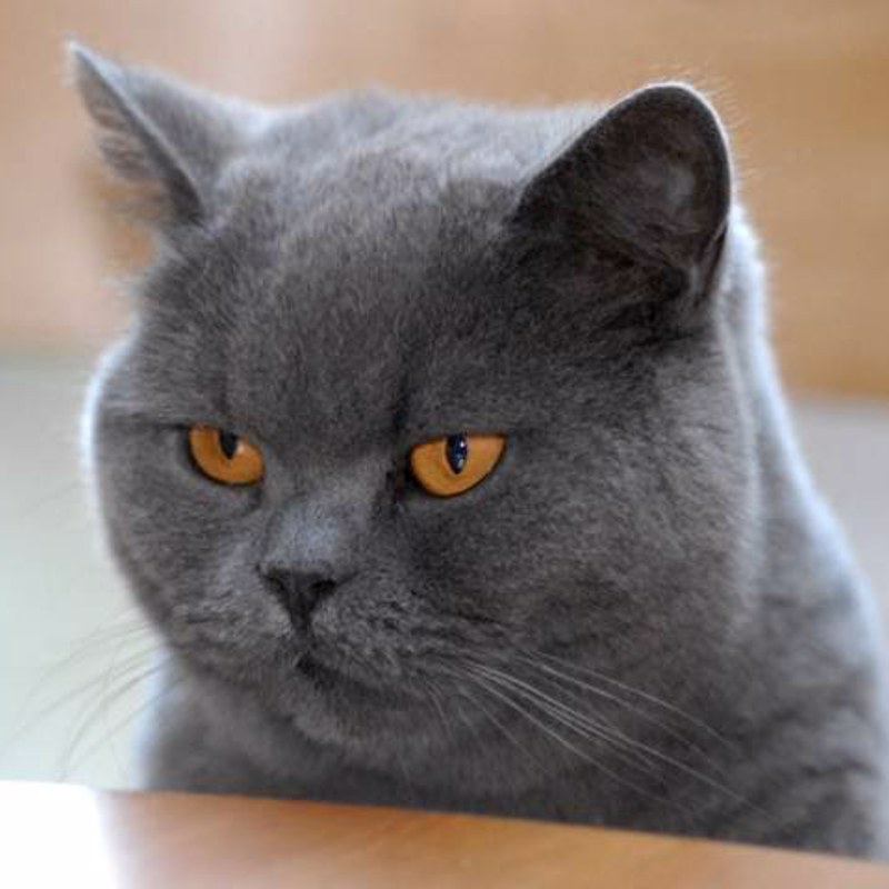 蓝色波斯猫1.jpg