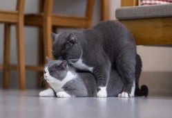 猫的交配