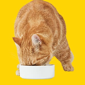 猫咪喂料设备