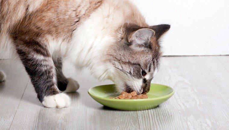 feline-eating-disorders-11.jpg