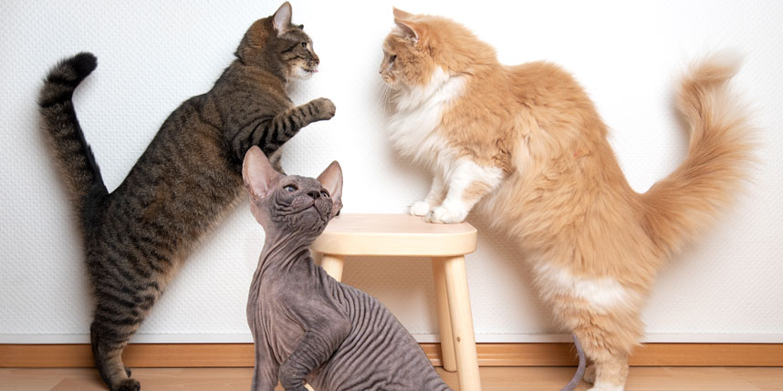 main-img_cat-hair-length-blog.jpg