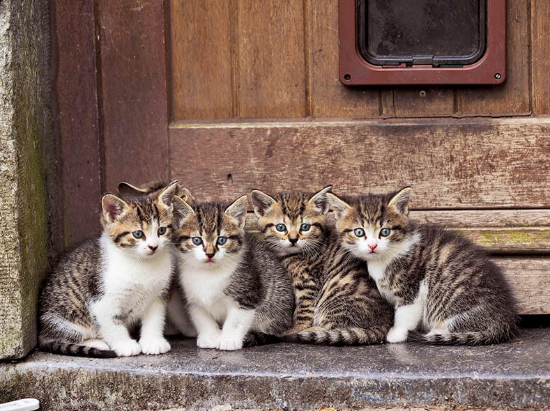 在哪里可以找到一只纯种的猫?