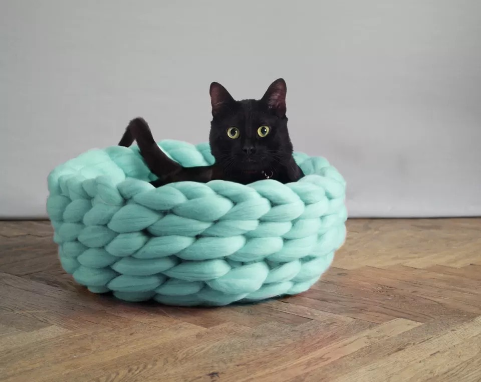 怎样抱着猫？