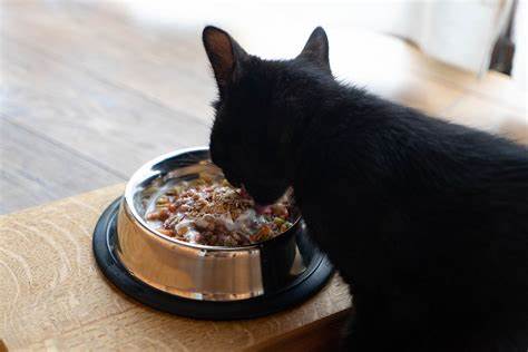 猫的进料设备