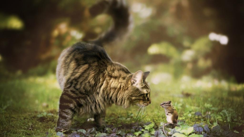 猫在外面