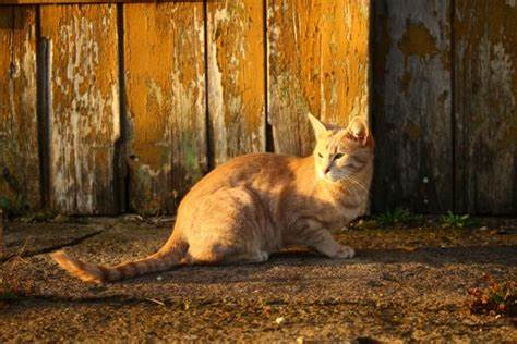 猫出去走走