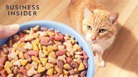 猫的饮食