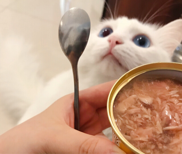 准备好的猫粮