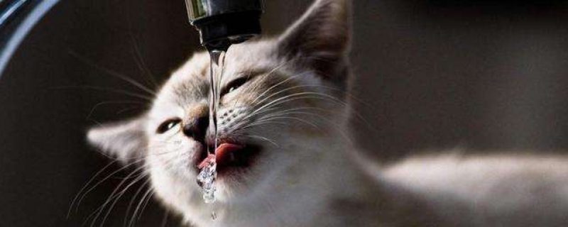 猫的特殊需要