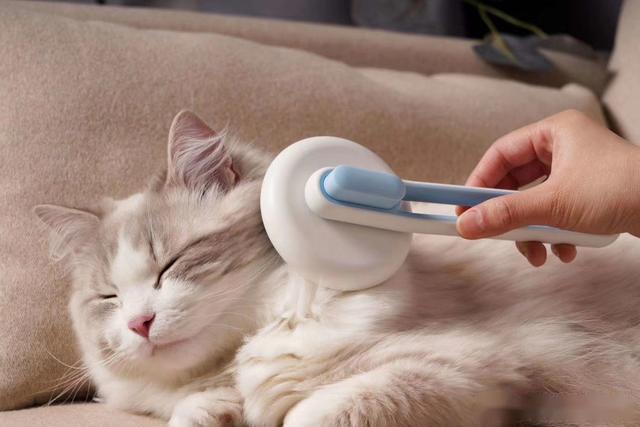 梳梳猫的毛
