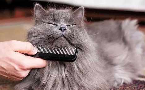 梳理长毛的猫