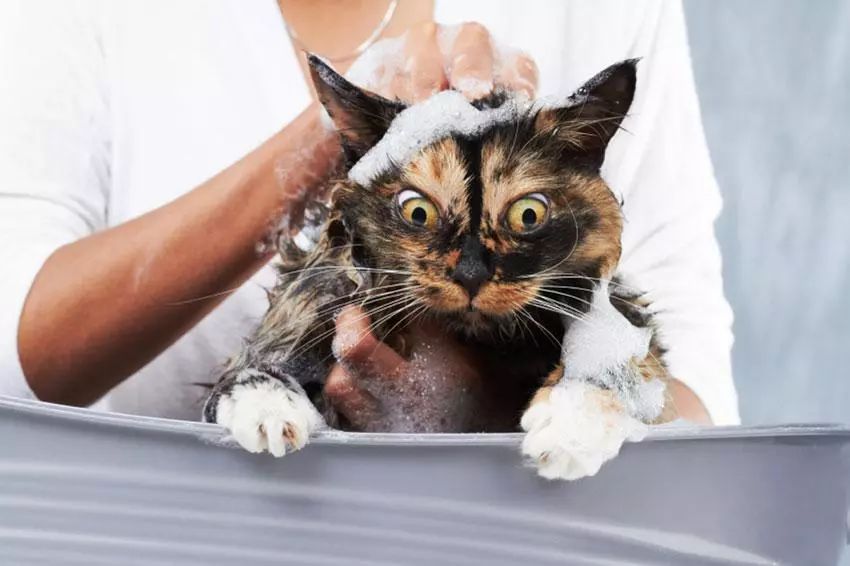 给猫洗澡