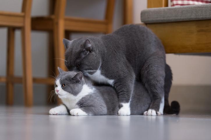 why_do_cats_make_noise_when_mating_the_answer_2454_orig.jpg