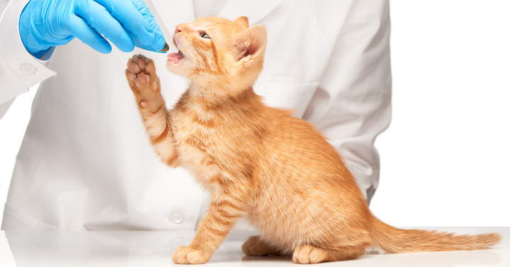猫的受伤和疾病
