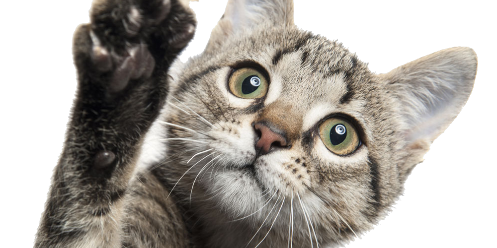 猫感染病毒怎么处理？