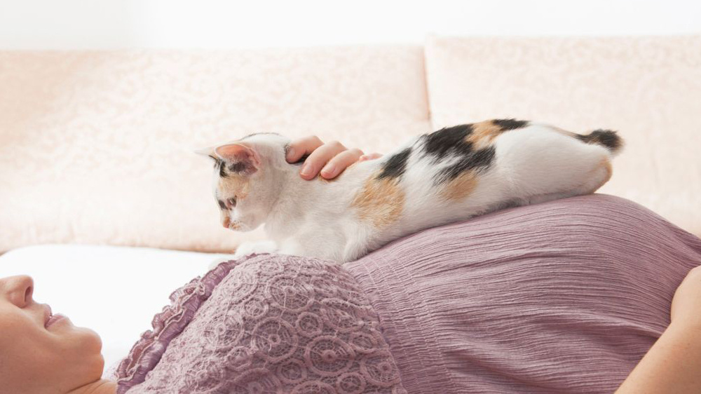 怎么处理猫弓形虫病？