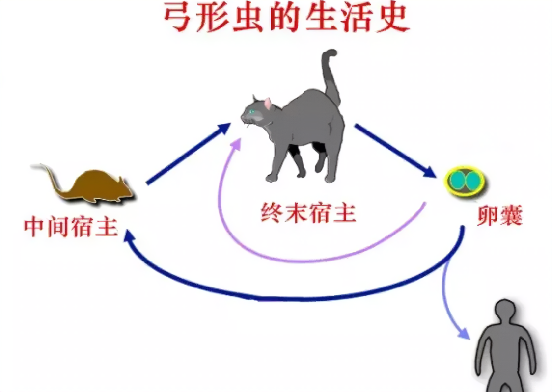 弓形虫病2.png