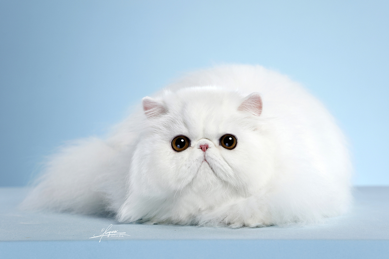 波斯猫