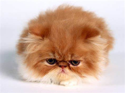 几种波斯猫
