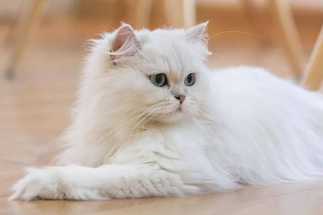 卡米奥斯猫