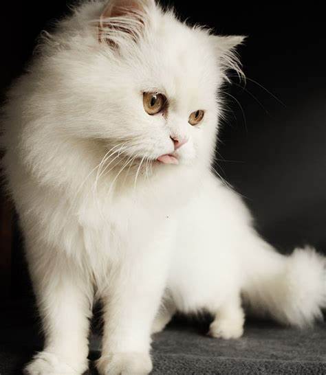 白蜡色波斯猫