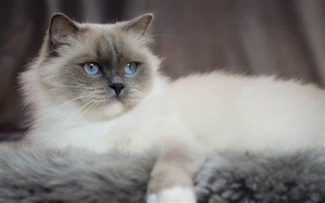 伯曼猫