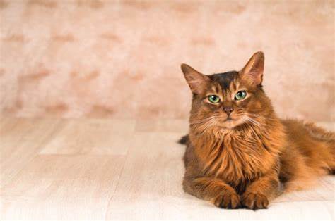 索马里猫