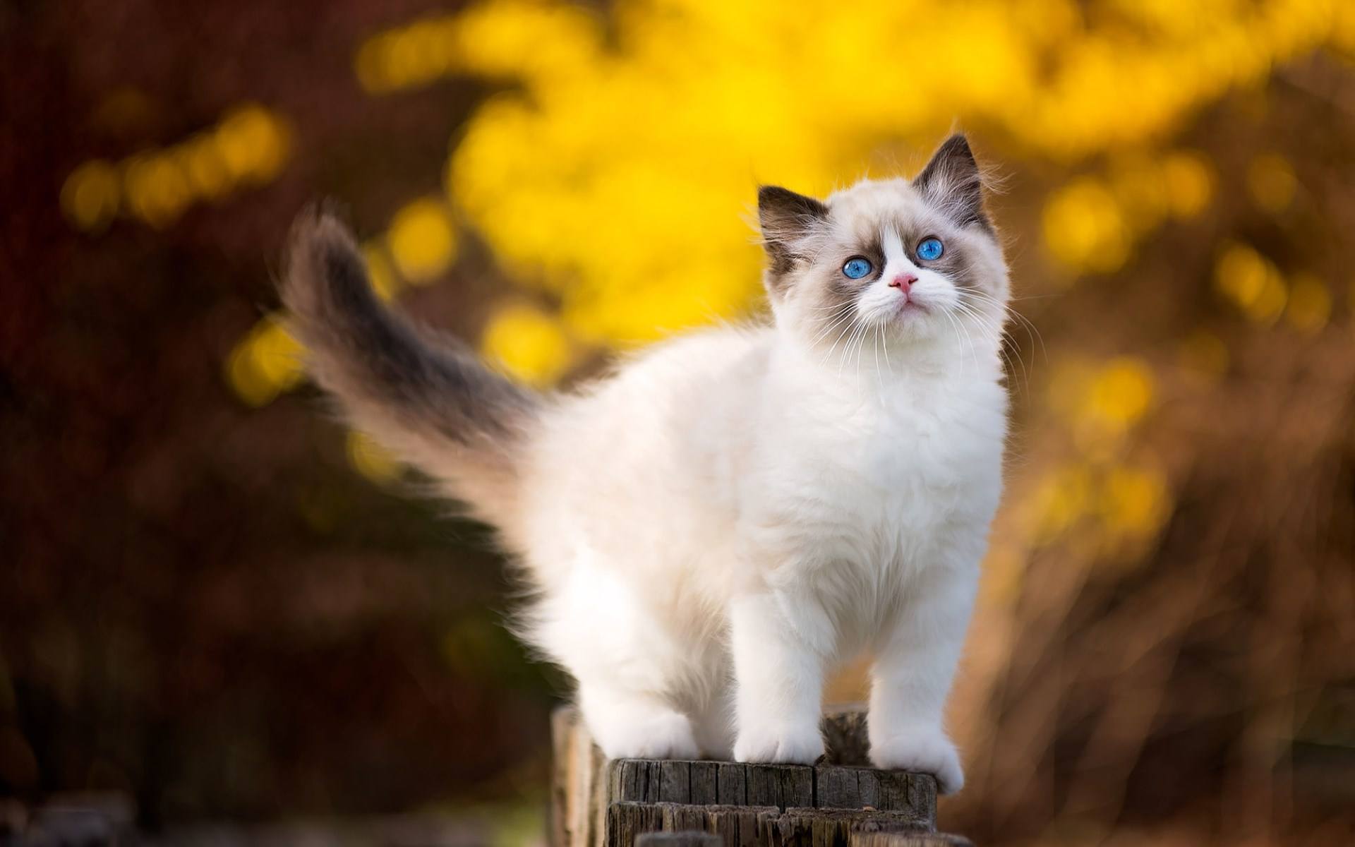布偶猫