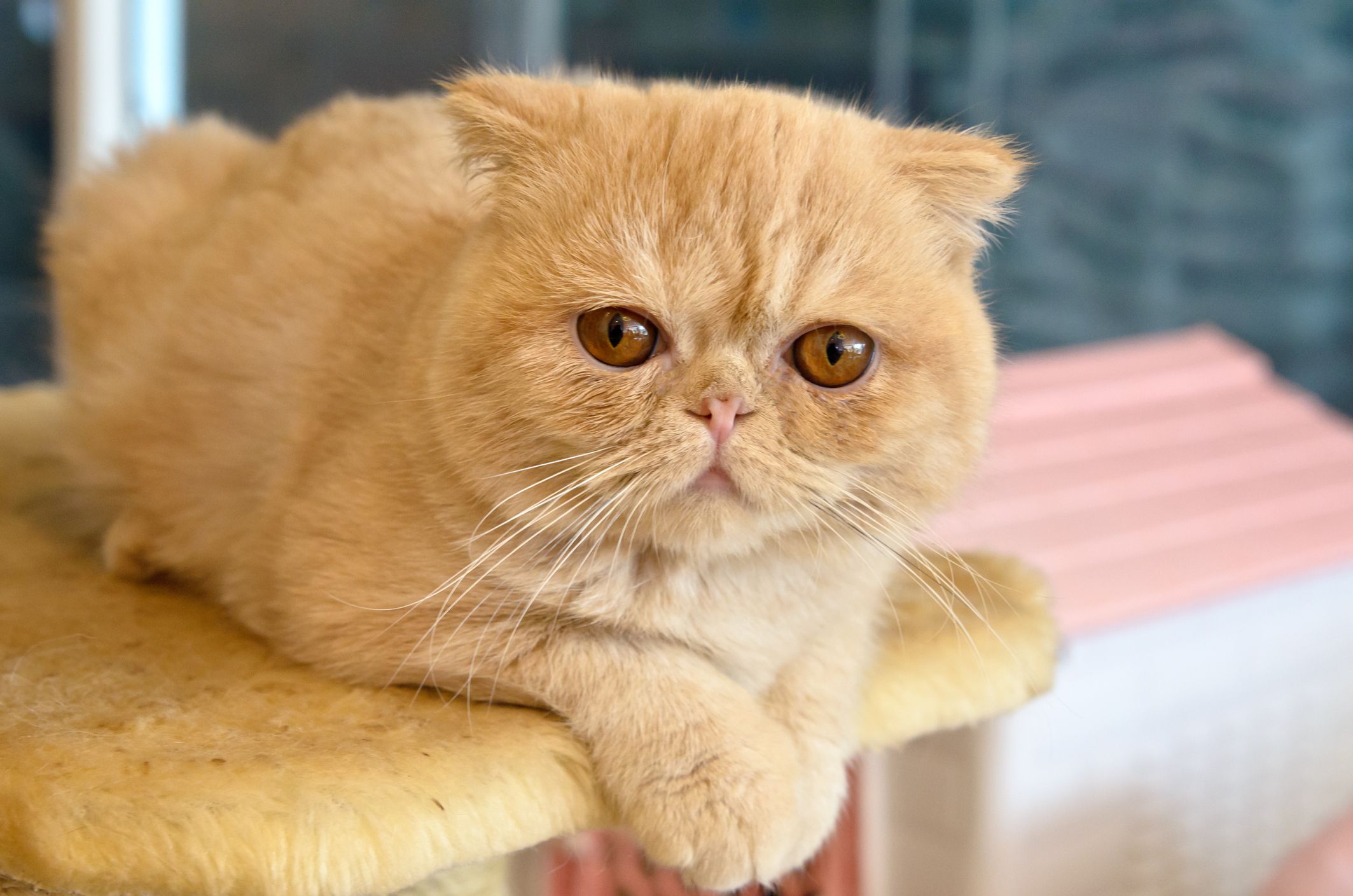 异国加菲猫