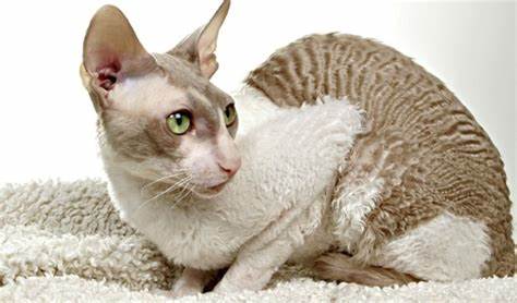 康沃尔雷克斯（黄猫）