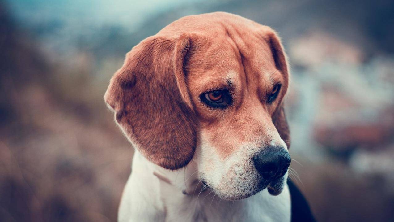 狗
