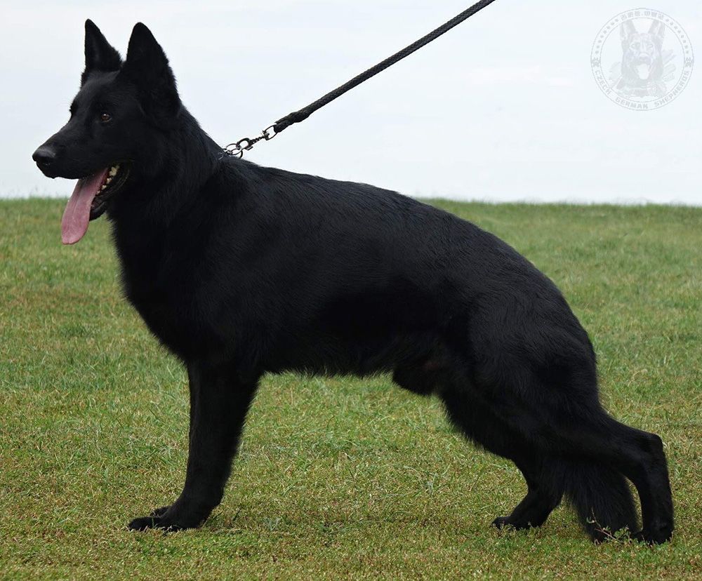 工作犬