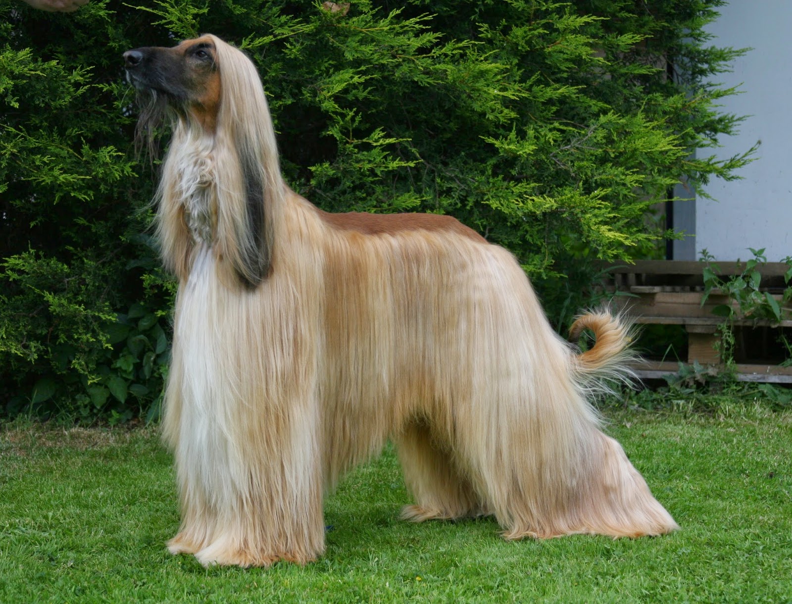 阿富汗猎犬