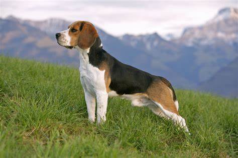 小猎犬