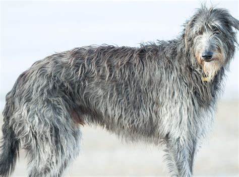 苏格兰猎鹿犬