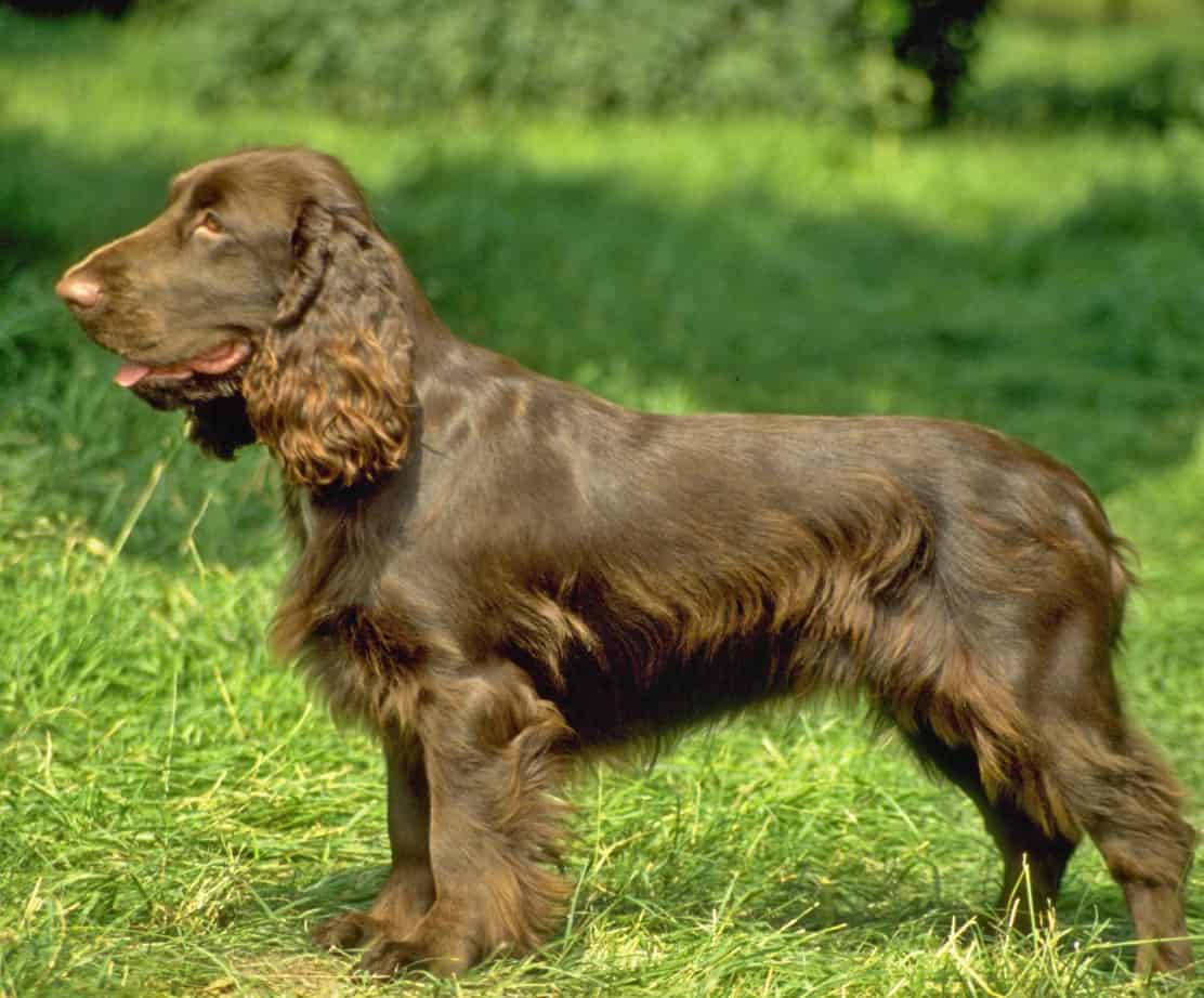 田野猎犬的狗