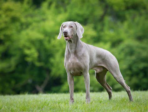 魏玛伦纳猎犬